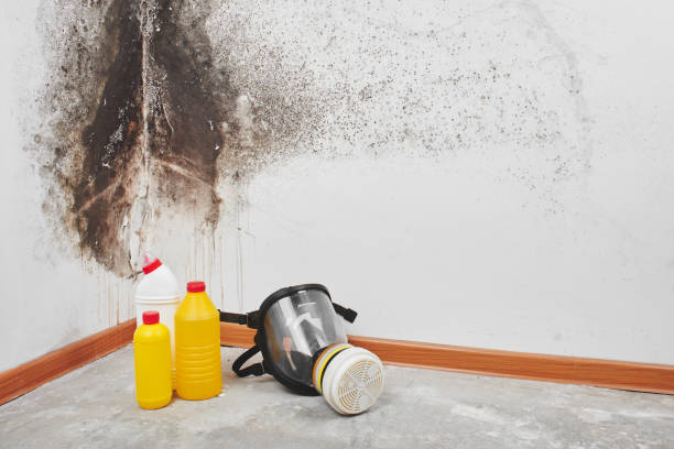 Best Fast Mold Removal  in Hudson Lake, IN