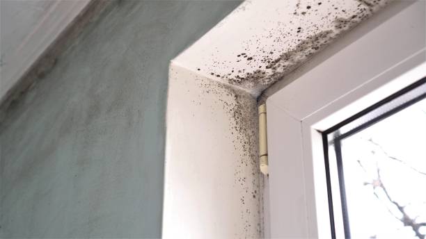 Best Commercial Mold Removal  in Hudson Lake, IN