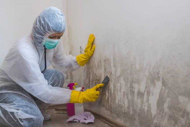 Best Toxic Mold Removal  in Hudson Lake, IN