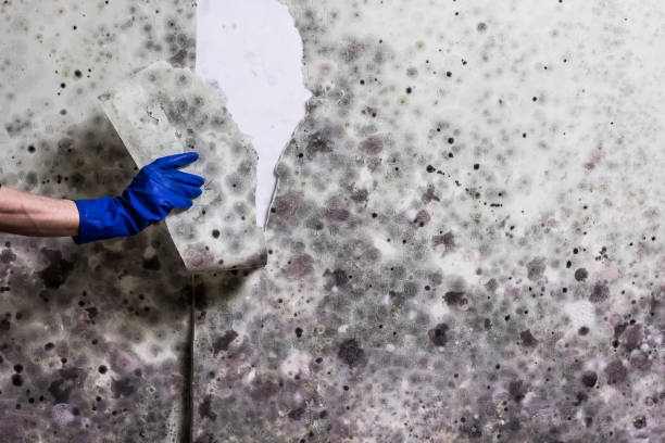 Best Mold Remediation  in Hudson Lake, IN