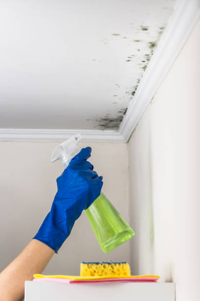 Best Mold Testing  in Hudson Lake, IN